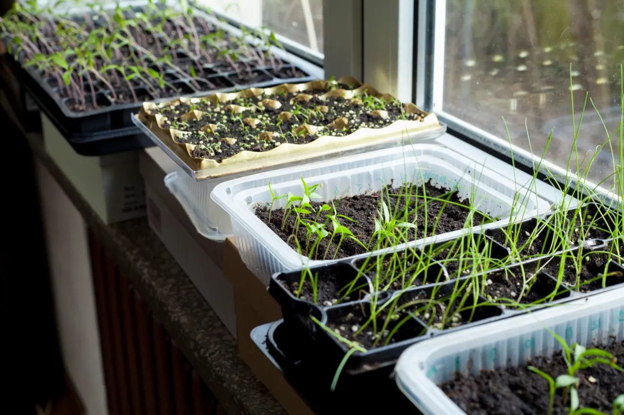 Seed Starting On A Windowsill: Tips For Success
